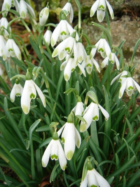 Galanthus nivalis